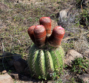 Turks Head Cactus, Le Fourchue, Saint Barts